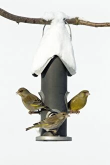 Bird Feeders Gallery: Greenfinch - at bird feeding station in garden - winter