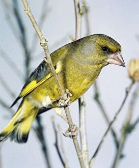 Greenfinch on a branch