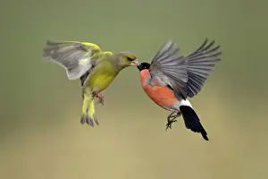 Attacking Prints: Greenfinch and Bullfinch - Male birds fighting in flight Lower Saxony, Germany