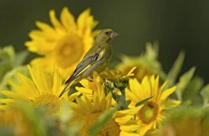 Images Dated 18th August 2012: Greenfinch feeding on sunflower seeds (Helianthus)