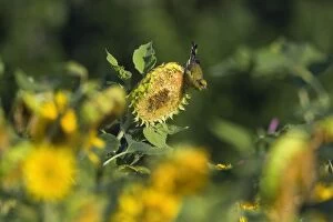 Annuus Gallery: Greenfinch feeding on sunflower seeds (Helianthus)