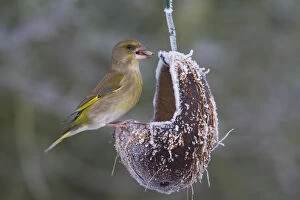 Passerine Bird Gallery: Greenfinch - females at a feeding station in winter
