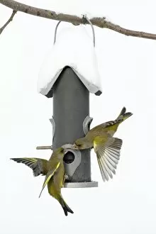Bird Feeders Gallery: Greenfinch - fighting at bird feeding station in garden - winter