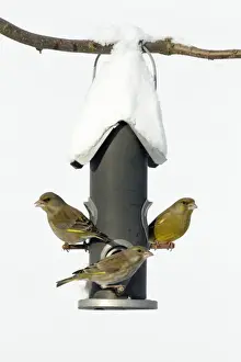Greenfinch - fighting at bird feeding station in garden - winter - Lower Saxony - Germany