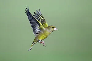 Images Dated 10th February 2008: Greenfinch - in flight