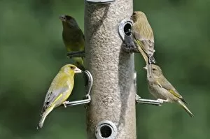 Images Dated 13th May 2008: Greenfinch - flock at bird feeder