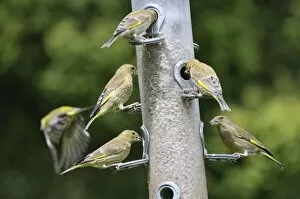 Images Dated 18th May 2008: Greenfinch - flock at bird feeder