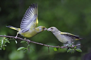 Greenfinch - male begging food from female, wings outstretched, courtship behaviour Greenfinch - male begging food from female, wings outstretched, courtship behaviour