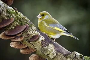 Greenfinch - male on branch
