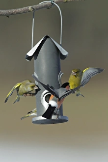 Images Dated 7th March 2010: Greenfinch and male Bullfinch (Pyrrhula pyrrhula) - fighting at bird feeding station in garden - winter