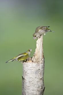 Images Dated 13th April 2009: Greenfinch - male and female on stump