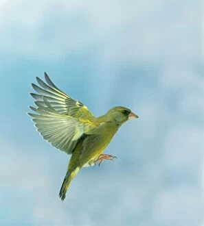 Greenfinch - male, in flight, side view, wings up