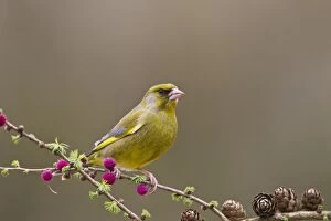 Images Dated 26th March 2011: Greenfinch - male on Larch