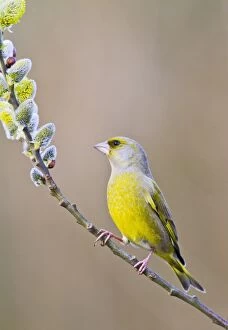 Images Dated 21st March 2010: Greenfinch - male on pussy willow