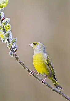 Greenfinches Prints: Greenfinch - male on pussy willow - Bedfordshire UK 9464