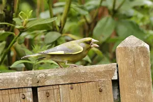 Greenfinches Prints: Greenfinch Male showing aggression West Wales, UK