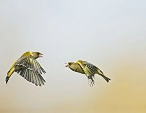 Greenfinch - males fighting in flight