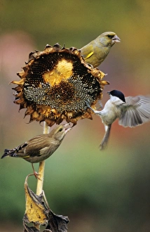 GREENFINCH - and Marsh Tit (Parus palustris) on ripened sunflower head GREENFINCH - and Marsh Tit (Parus palustris) on ripened sunflower head