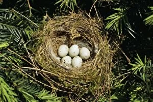 GREENFINCH nest - with clutch of eggs