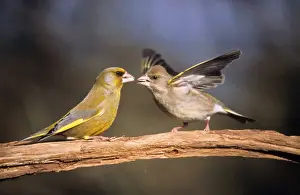 Greenfinch - pair courtship diplaying in spring