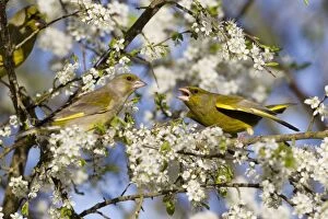 Blackthorn Gallery: Greenfinch - pair courtship displaying - perched
