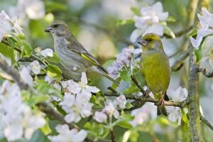 Images Dated 24th April 2011: Greenfinch - pair perched among apple blossom