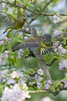 Greenfinch - pair squabbling - perched among apple blossom