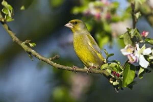 Greenfinch - perched among apple blossom