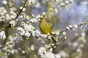 Images Dated 9th April 2011: Greenfinch - perched amongst blackthorn blossom