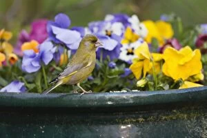 Greenfinch - perched on flower pot in garden