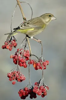 Greenfinch - Perched on Guelder Rose bush in garden, frosty weather, winter. Lower Saxony, Germany