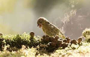 Chloris Chloris Gallery: greenfinch with puffballs and spore smoke Date: 05-09-2021