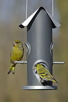 Finch Prints: Greenfinch and Siskin (Carduelis spinus) - at feeder in garden, Lower Saxony, Germany