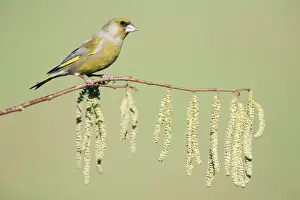 Greenfinches Prints: Greenfinch - sitting on flowering, hazel branch, Lower Saxony, Germany