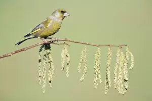 Greenfinch - sitting on flowering, hazel branch
