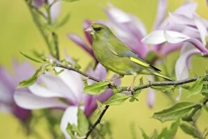 Images Dated 5th May 2008: Greenfinch - sitting in Magnolia bush