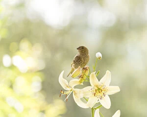 Chloris Chloris Gallery: greenfinch standing on a white lily Date: 23-07-2021