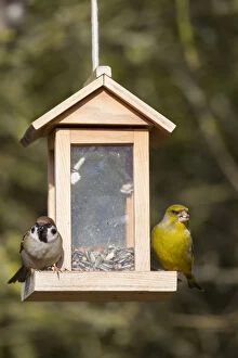 Greenfinch and Tree Sparrow - at a feeding station