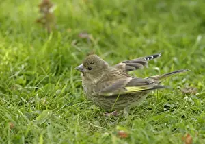 Greenfinches Prints: Greenfinch - Youngster food begging in meadow side view. Bedfordshire UK 023