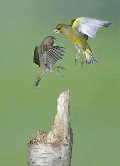 Greenfinches Prints: Greenfinches - fighting in flight - Bedfordshire - UK 007245