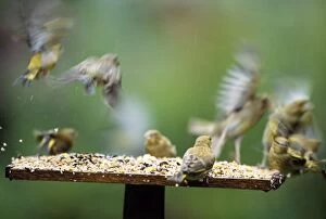 Bird Table Collection: Greenfinches - flying from bird table