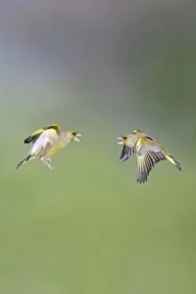 Images Dated 27th March 2009: Greenfinches - males fighting in flight