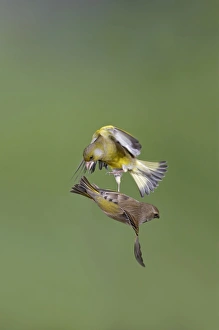 Images Dated 27th March 2009: Greenfinches - males fighting in flight