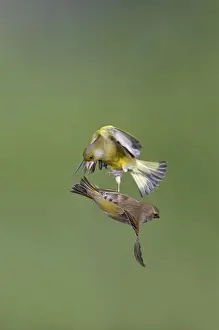 Greenfinches Prints: Greenfinches - males fighting in flight - Bedfordshire - UK 007108
