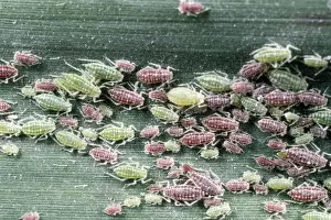 Pest Prints: Greenfly Aphids - large aggregation on reed leaf - UK