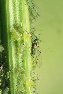 Greenfly Aphids - on plant stem - UK
