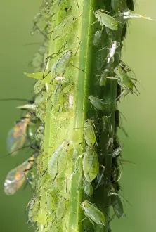 Greenfly Aphids - on plant stem - UK