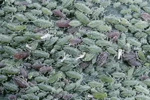 Aphid Prints: Greenfly Aphids SPH 1257 On reed leaf UK © Steve Hopkin / ARDEA LONDON