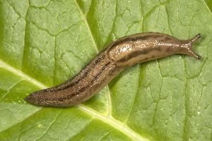 Greenhouse Slug - Native to Iberian peninsula