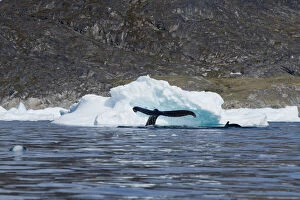 Greenland, Ilulissat, Humpback Whale